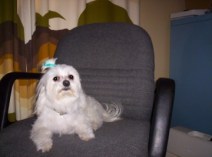 The Maltese Terrorist in "our"Chair