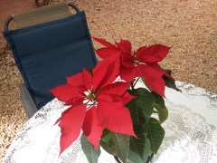 Poinsettia The Christmas Plant.
