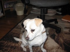 This is Chienna - My Foxy Lady