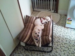 Dogs in the laundry Likes a nice bed!