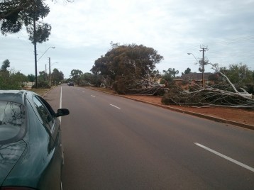 Native Trees - what joy!! SAMSUNG