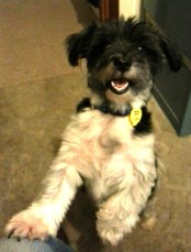 Yogi - Our friend's dog