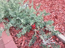 This is last year's photograph but the odd things is that it is starting to flower again in the same pattern