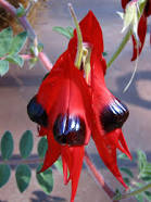 desert pea