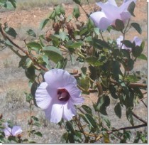 Sturt Desert Rose