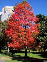 Illawarra Flame Trees