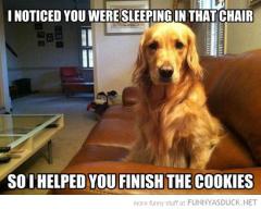 Dogs are considerate and helpful like that!