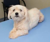 This little fellow was abandoned and is now in the care of SA Dog Rescue.