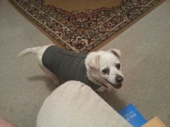 Chienne and her Thundershirt