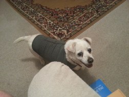 Chienne and her Thundershirt