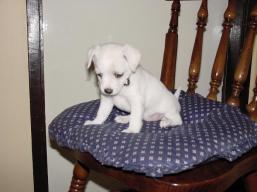 Chienne (Chi for short) - The Foam Destroyer