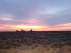 Romp in the long grass - "sigh"