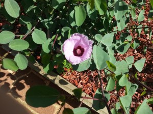 Sturt's Desert Rose