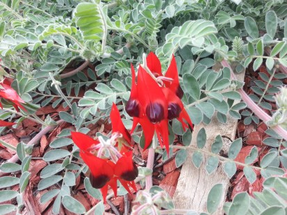 Sturt's Desert Pea