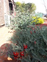The Desert Pea with the Desert Rose in the background