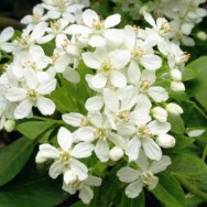 Orange Blossom - Not my Photograph