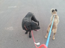 The other dogs that I take walking at times.