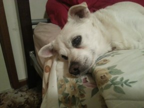 Can't you let me sleep in peace??