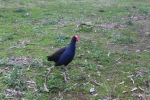 The Bonny Moorhen