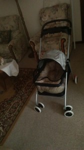 The Dog Stroller