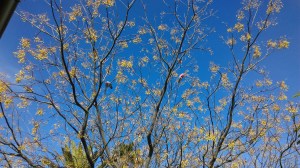 Tree out back and Galah's