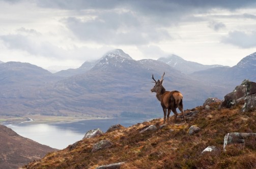 the-celebrated-Monarch-of-the-Glen-red-stag-deer-overlooking-Loch-Torridon-and-the-Wester-Ross-mountain-range-WP