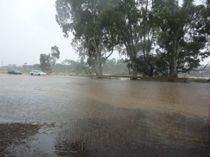 Taken at the Garden Center - Not my photograph