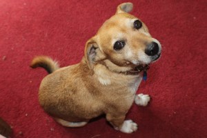 These chicken samwishes, look nise, daddy..