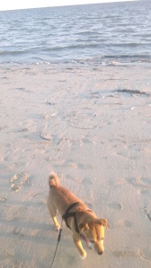 Benji, sand and sea