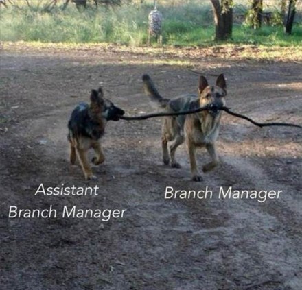 Dog Management