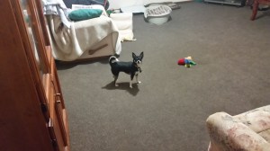 The WaWa we are looking after for a few months