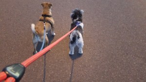 Almost like brothers