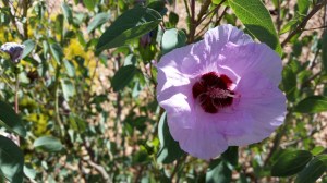 My Sturt Desert Rose