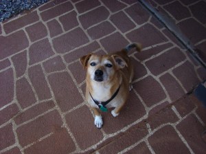 Benji on the driveway