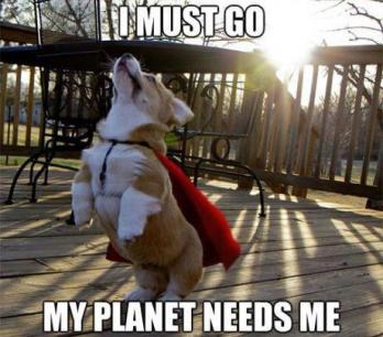 Superdog!