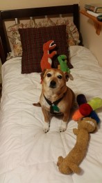 A dog and his toys