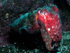 Giant Cuttlefish