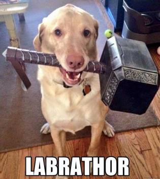 labrathor-dog-meme