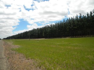 Part of the Forest of Fangorn - well, Penola anyway