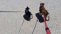 Benji and the WaWa at the beach