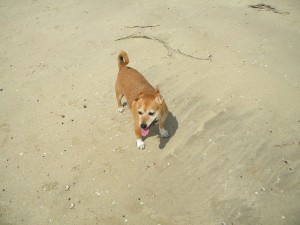 Benji at the Beach