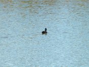 Little black duck