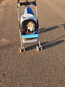 Benji in the Stroller