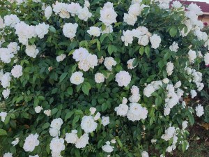 Nice, but not sure of what they are called.